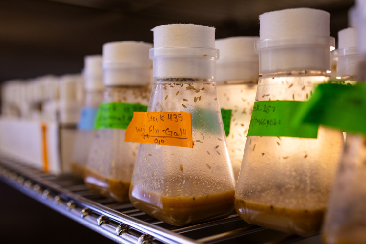 Fruit flies in vials